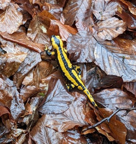Feuersalamander Feuersalamander