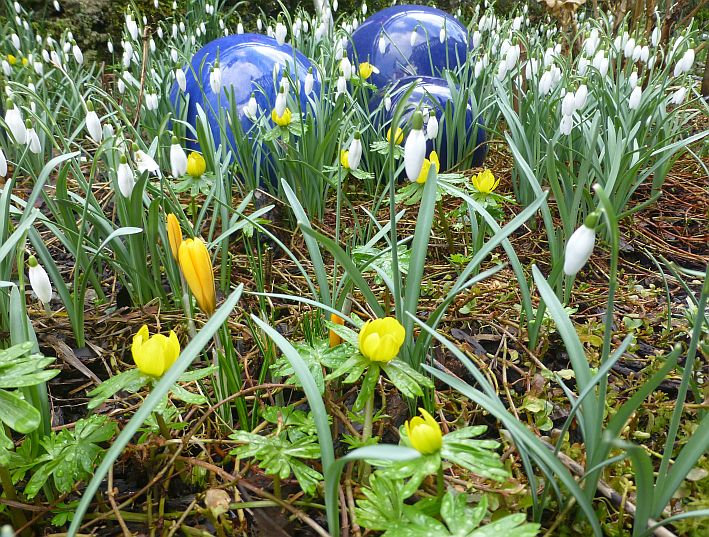 Frühlingsblumen Schneeglöckchen und Winterlinge