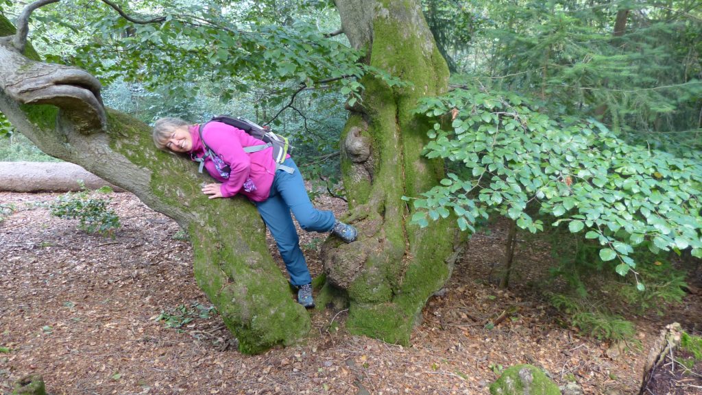 magische Buche 1