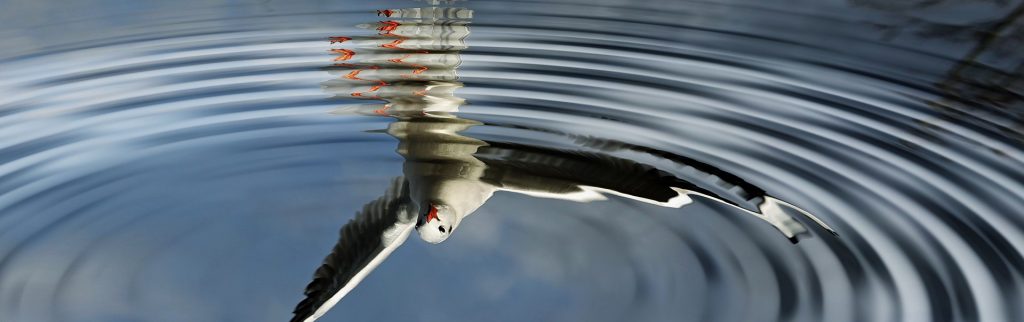 spiegelbild