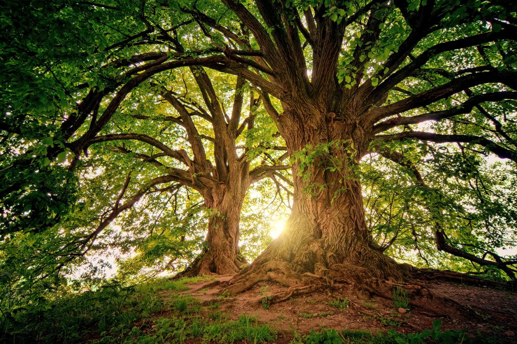 wald