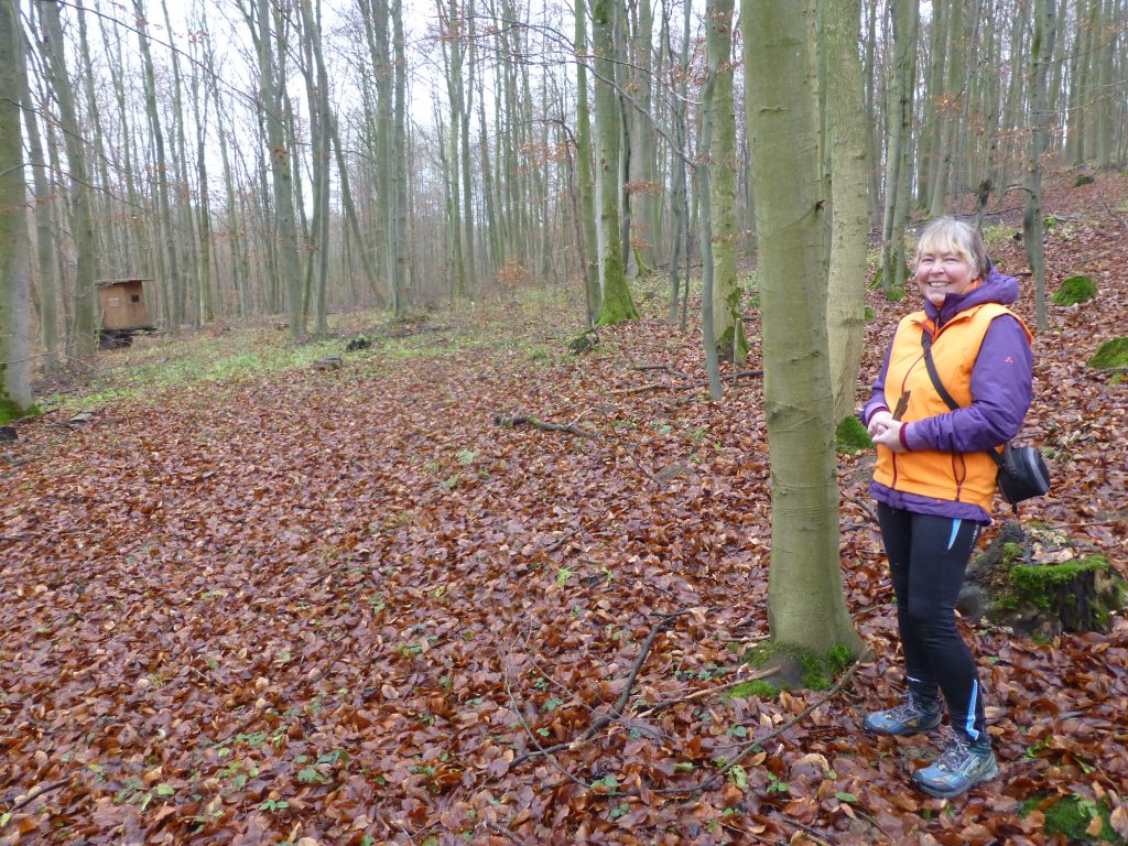 Herbstwald Herbstwald